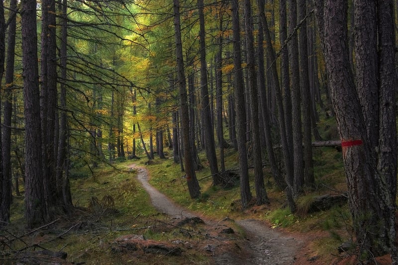 Forested Trails