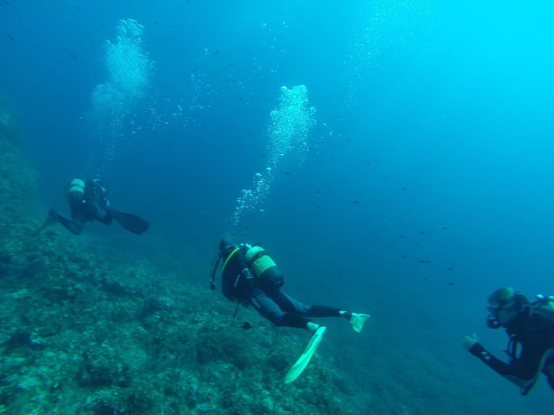 Marine Encounters